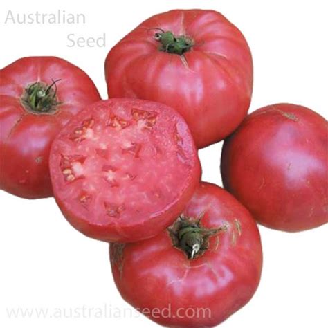 Buy Tomato Blue Ridge Mountain Heirloom Seed Australian Seed