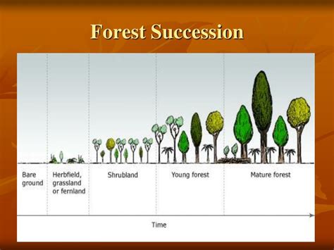 Ppt Forests Powerpoint Presentation Free Download Id3354796