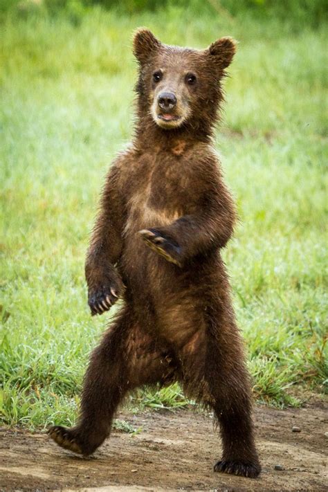 201308standing Cub Bears