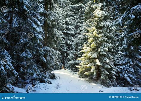 Pine Tree Forest During Winter Stock Image Image Of Outdoor Light
