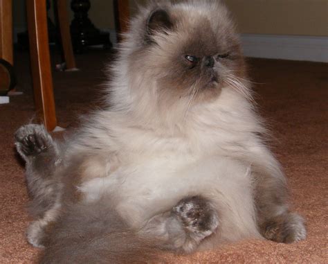 The Big Personality Of Teacup Himalayan Siamese Cats Catsinfo