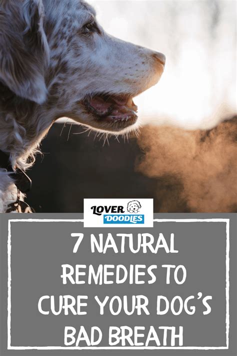 7 Natural Remedies To Cure Your Dogs Bad Breath Lover Doodles