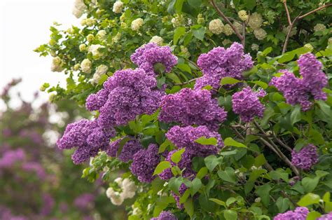 Tips For Growing The Common Lilac In Your Garden