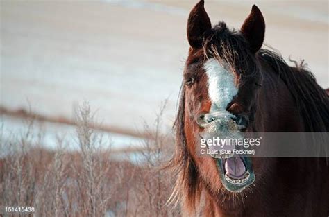 Horse Yawn Photos And Premium High Res Pictures Getty Images