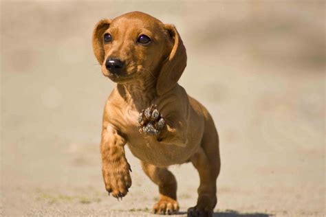 Understanding a dachshund's food requirements. Best Dachshund Dog Food - Spot and Tango