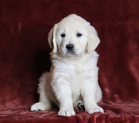 Akc Registered English Cream Golden Retriever For Sale Fredericksburg