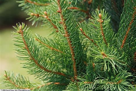 Fastigiated Norway Spruce Picea Abies ‘cupressina Country Mile Gardens