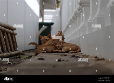 Alley Of The Cats Hi Res Stock Photography And Images Alamy