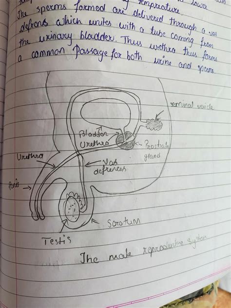 Diagrams Of Male Reproductive System 101 Diagrams