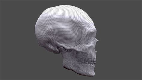 Human Skull 3d Model 79 Fbx Obj Ztl Ma Free3d