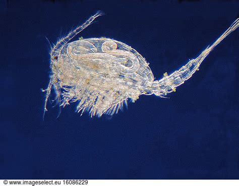 Benthic Copepod Cyclops Sp Parasitized By Two Parasitic Nematodes Of