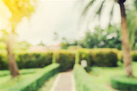 Defocused Bokeh And Blur Background Of Garden Trees In Sunlight With
