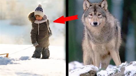 The Wolf Recognized The Boy Years Later And Saved Him From A Wolf Pack
