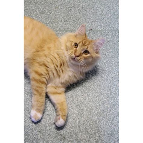 Ginger Male Domestic Medium Hair Cat In Nsw Petrescue