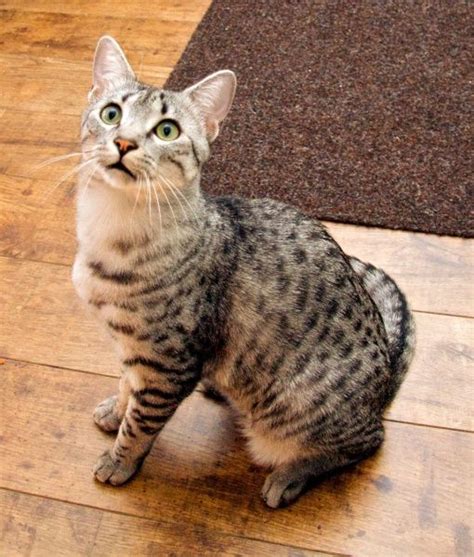 10 Egyptian Mau Cat Facts Cat Facts Egyptian Mau Siamese Cats Facts