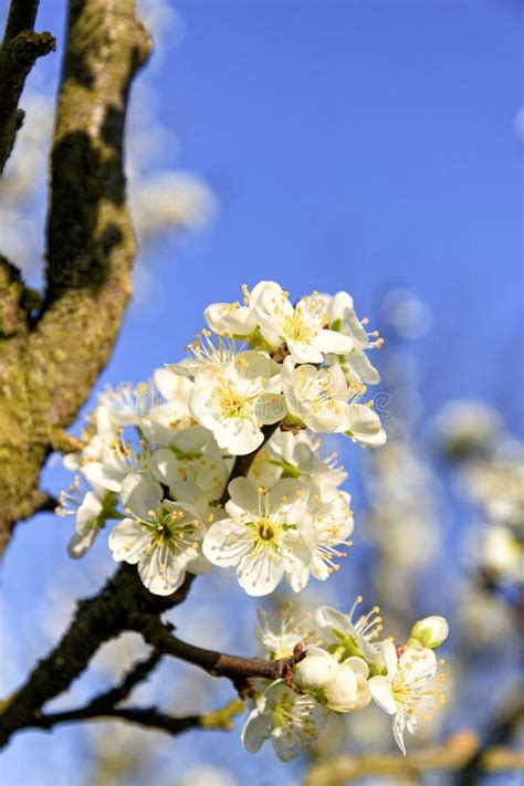 Twig Of Blossoming Plum Tree In Evening Sunlight Branch With Blossoms
