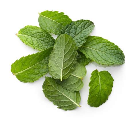 Fresh Green Mint Leaves Stock Image Image Of Dish Nutrition 74844441