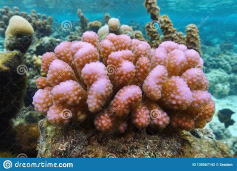 Pink Coral Underwater Pocillopora Pacific Ocean Stock Photo Image Of