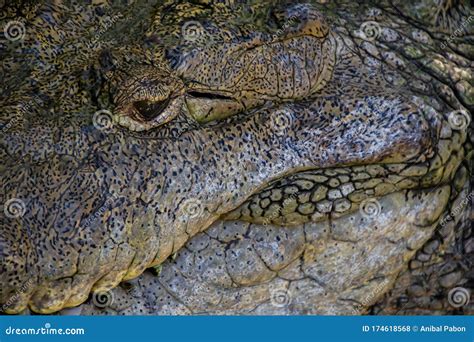 Close Up Of A Caiman Ear Crocodile Ears Stock Photo Image Of Natural