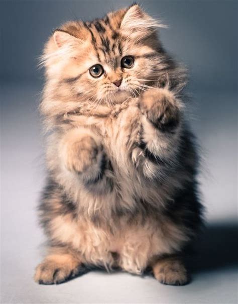 Cat Breeds Adorable Cute Cat Pictures Pets Lovers