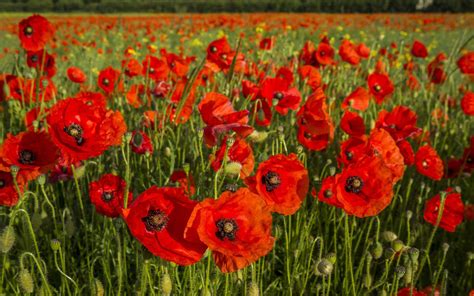Download Worcestershire Poppy Field Wallpaper