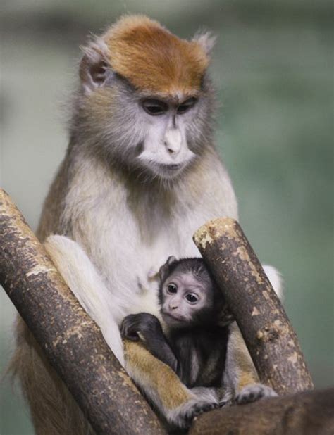 Baby Patas Monkey Born 113012 Rosamond Ford Zoo Syracuse Ny