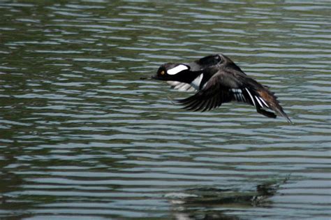 Flickriver Photoset Hooded Merganser And Dc Cormorant Quick Visit To