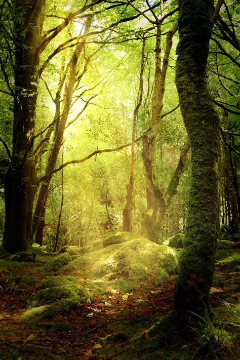 Forest Glade Autumn · Free Photo On Pixabay