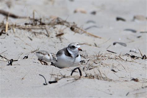 Tiny But Mighty Plover Chicks Return To Southern Maine Beaches Maine