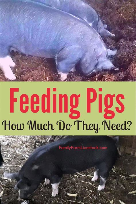 Convert 57 pounds to kilograms (lb to kg) with our conversion calculator and conversion tables. How Many Pounds Of Feed Do You Need To Finish A Pig? in 2020