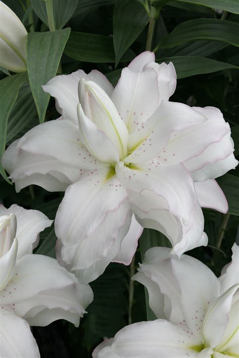 Lotus Beauty Lily Bulb