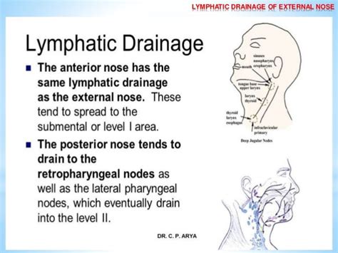 Lymphatic Drainage Of Head And Neck By Dr Cp Arya Bsc Bds