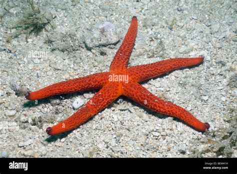 Red Starfish Echinaster Sepositus Istria Adriatic Sea Croatia Stock