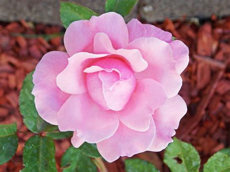 Blume Rose Rosa Kostenloses Foto Auf Pixabay Pixabay