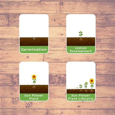 Sunflower Life Cycle Flash Cards Montessori Educational