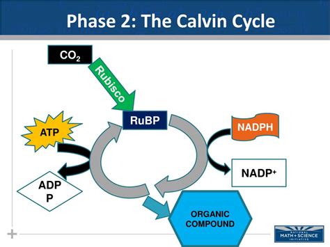 Photosynthesis produces oxygen and glucose, which can be used by. PPT - Photosynthesis Part II: The Calvin Cycle, Environmental Conditions, & Preventing ...