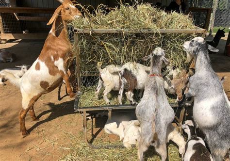 Domestic Goats Eating Hay At Petting Zoo Stock Image Image Of