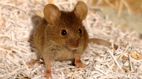 House Mouse Or Field Mouse Types Of Mice Woodland Trust