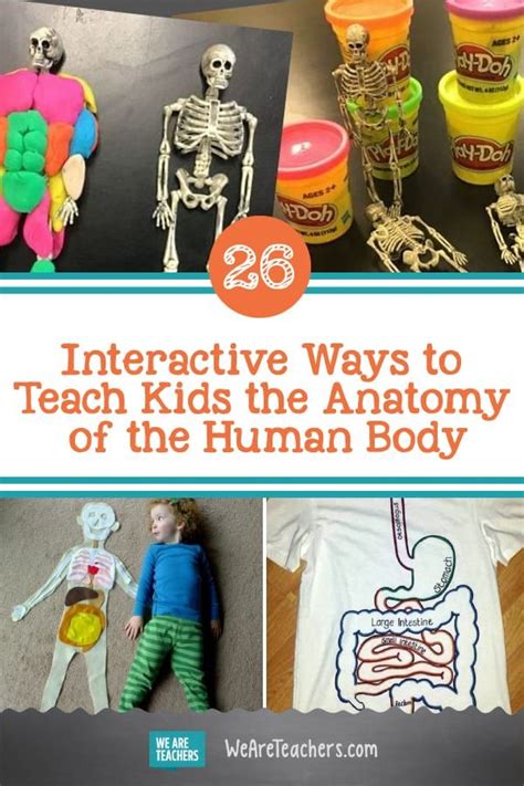 26 Interactive Ways To Teach Kids The Anatomy Of The Human Body Human