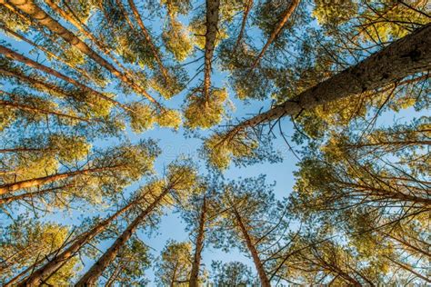 Forest Low Angle Stock Photo Image Of Pinus Effect 73818434
