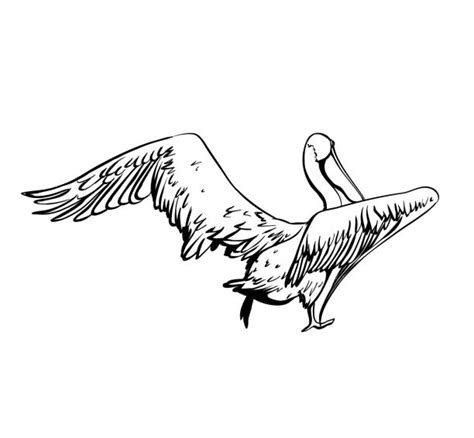 1000 Pelican With Wings Up Illustrations Royalty Free Vector
