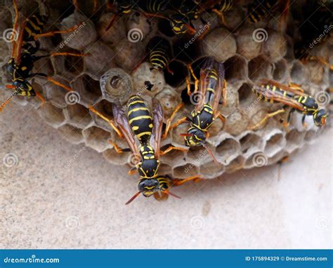 Grey Wasps Nest In Willow Bush Royalty Free Stock Photography