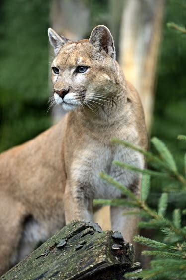 Cougar Species Facts Conservation Bigcatswildcats