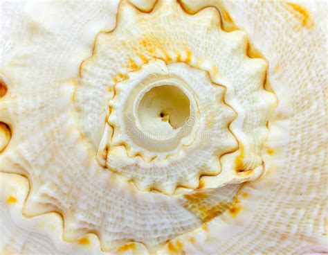 Spiral Loops Of A Sea Shell Stock Image Image Of Living Coral 87382789