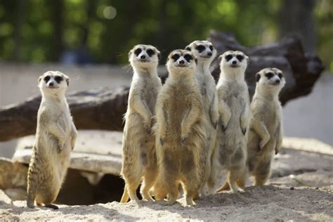 Why Do Meerkats Stand Up North American Nature