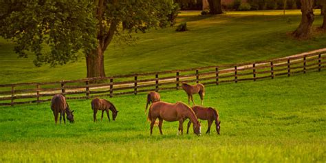 540 Lexington Kentucky Horses Stock Photos Pictures And Royalty Free