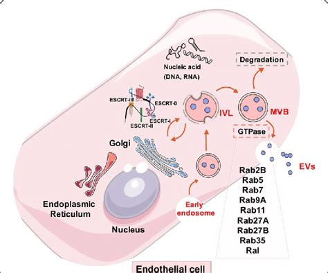 schematic overview of extracellular vesicle uptake and release download scientific diagram