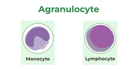 Difference Between Granulocytes And Agranulocytes Geeksforgeeks