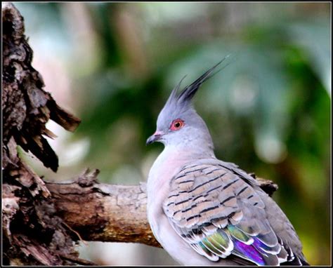 Australian Crested Pigeon Ocyphaps Lophotes The Crested Flickr