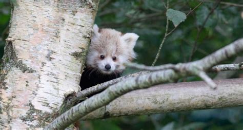 Fota Wildlife Park Welcomes Endangered Twin Baby Red Panda Cubs To